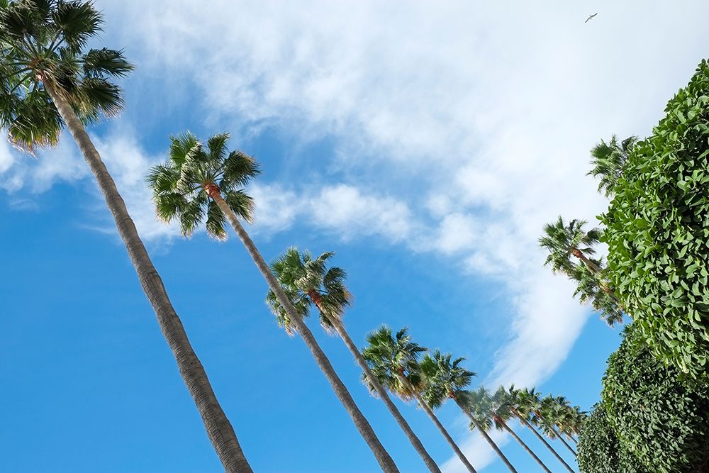 Marbella, Spain. Palm trees and clouds